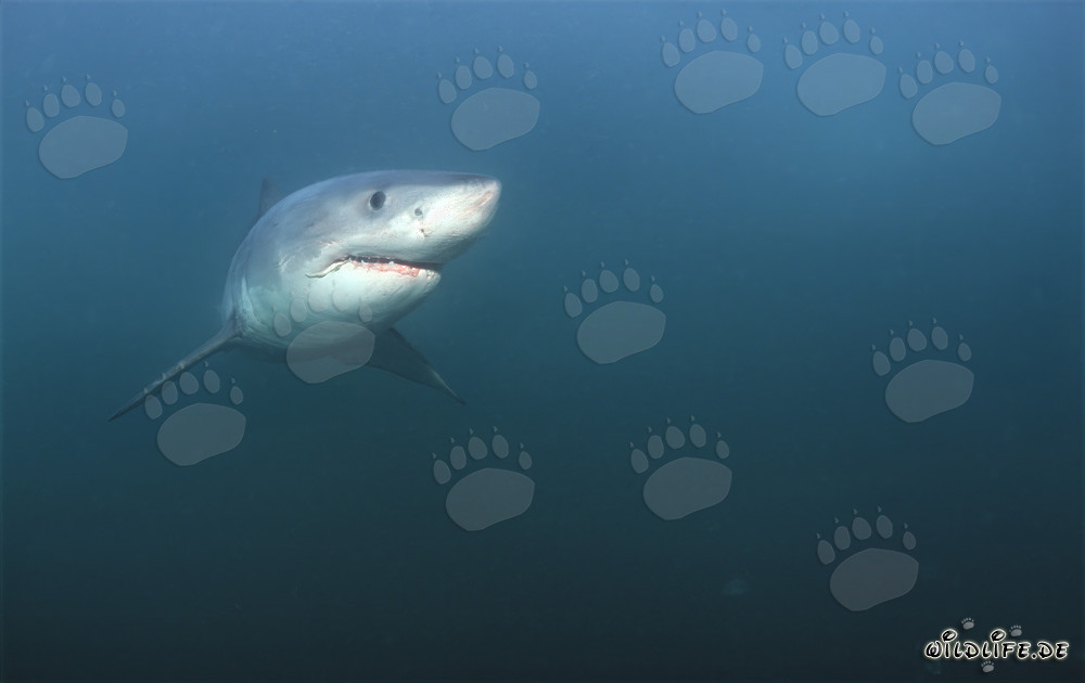 Tiburón blanco frente a Geyser Rock