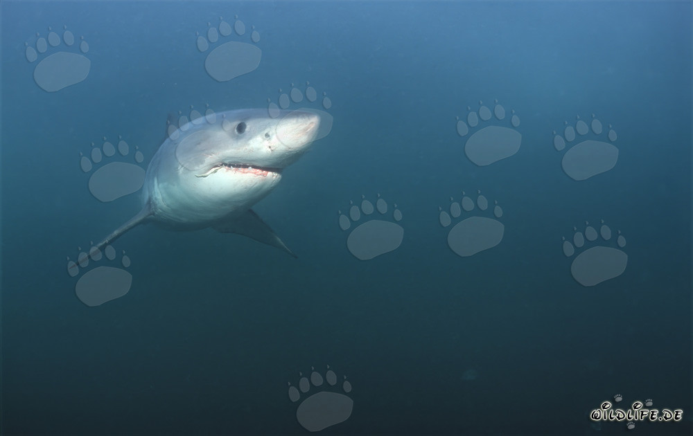 Weißer Hai vor Geyser Rock