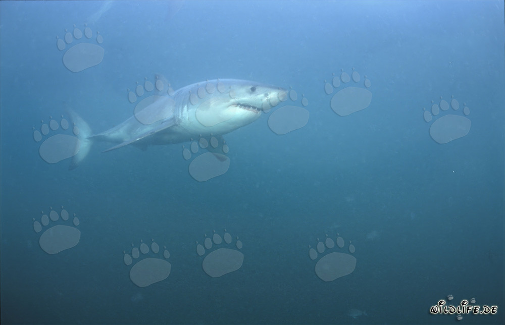 El Gran Tiburón Blanco frente a la costa de Gansbaai, Sudáfrica