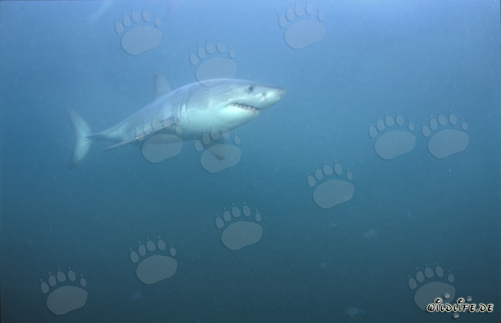 Le Grand Requin Blanc au large de Gansbaai, Afrique du Sud