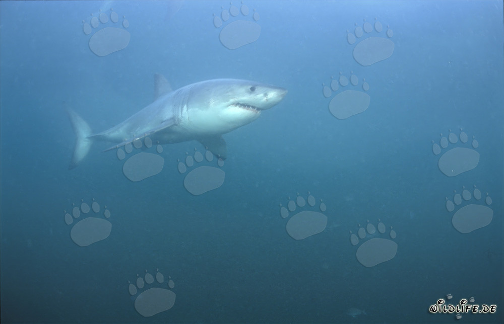 The Great White Shark off the coast of Gansbaai, South Africa