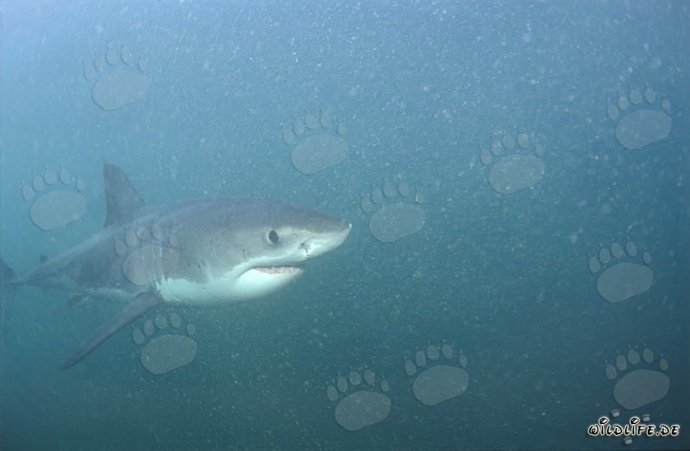 Baby Great White Shark exploring the plankton-rich underwater world off Gansbaai