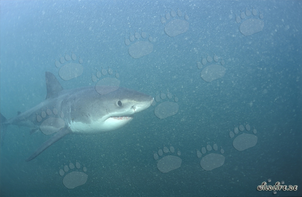 Jeune requin blanc explorant le monde sous-marin riche en plancton devant Gansbaai