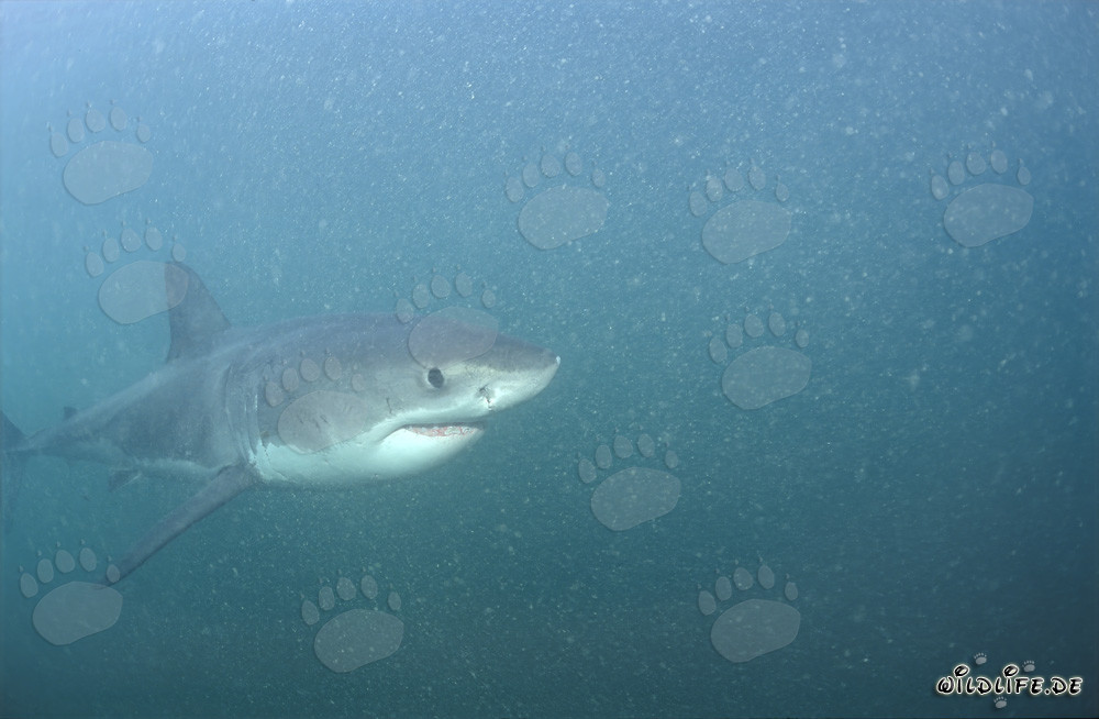 Piccolo squalo bianco esplora il ricco mondo sottomarino di Gansbaai