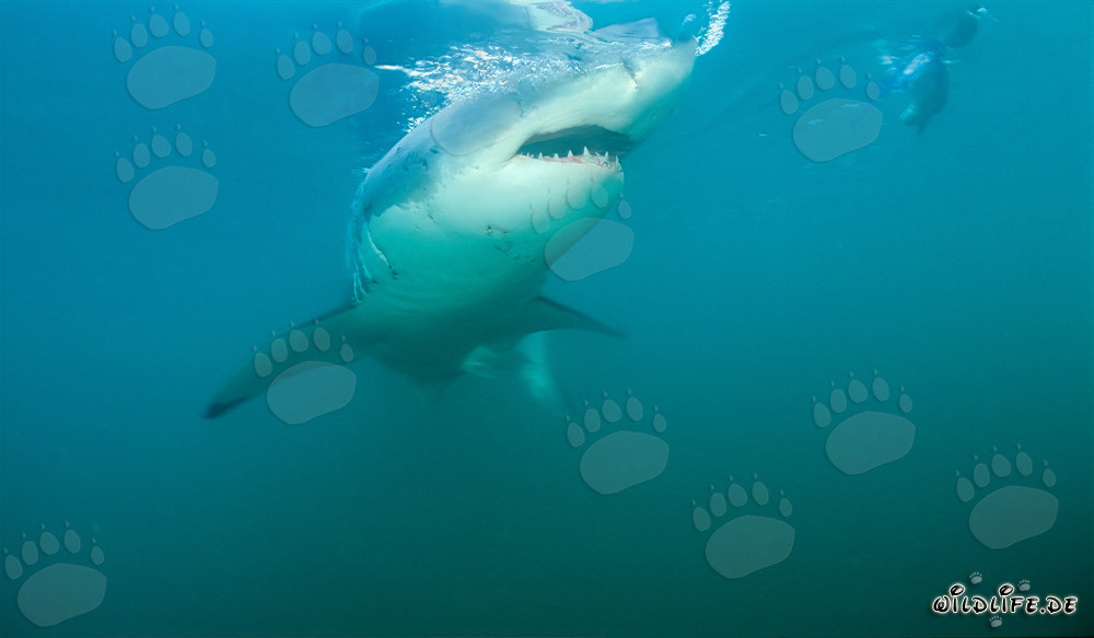 Grand requin blanc près de Gansbaai et de l'île Dyer au large des côtes sud-africaines