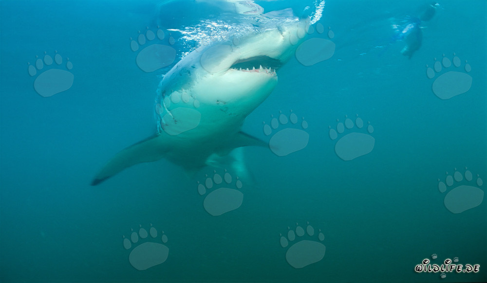 Impressive Great White Shark near Gansbaai and Dyer Island off the coast of South Africa