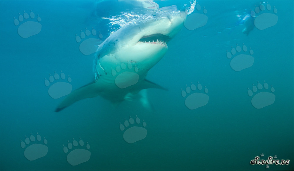 Imponente squalo bianco vicino a Gansbaai e all'Isola Dyer al largo delle coste sudafricane