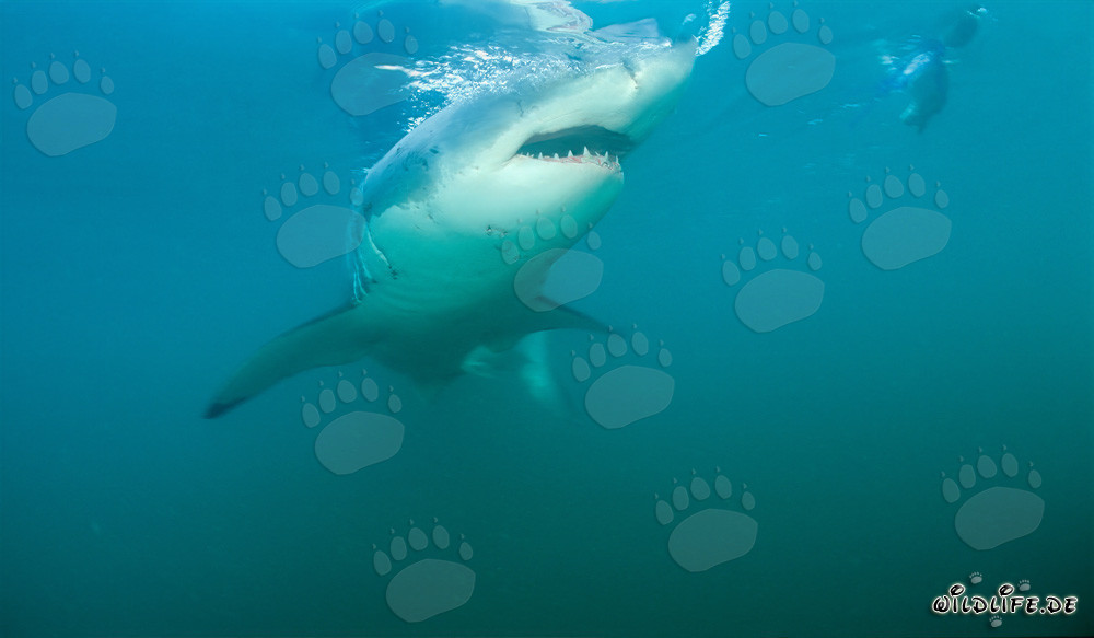 Gran tiburón blanco cerca de Gansbaai y la Isla Dyer frente a la costa de Sudáfrica