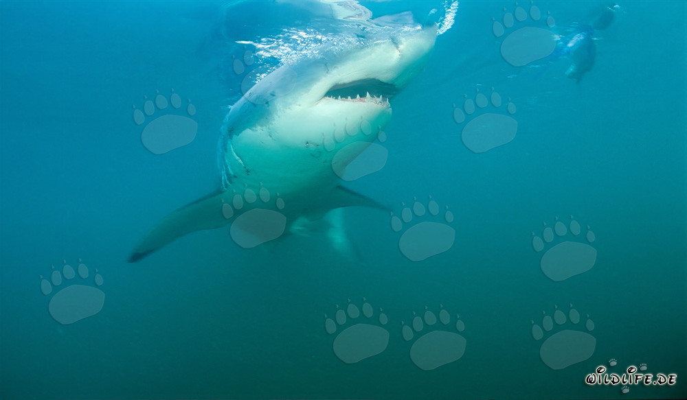 Imposanter Weißer Hai in der Nähe von Gansbaai und Dyer Island vor der Küste Südafrikas