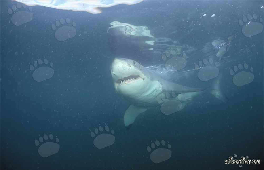 Great White Shark off the Coast of South Africa