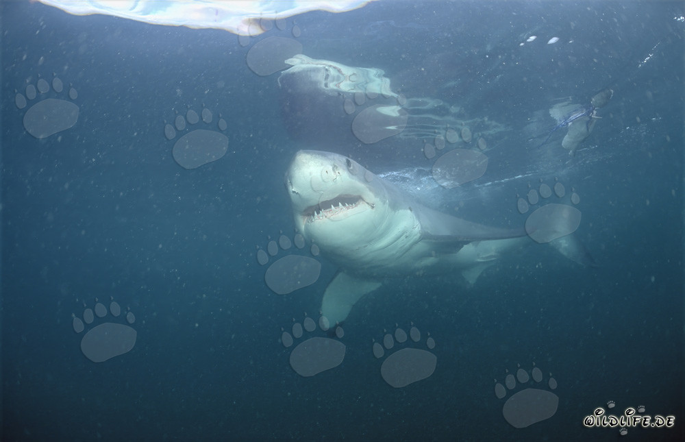 Grande squalo bianco al largo delle coste sudafricane