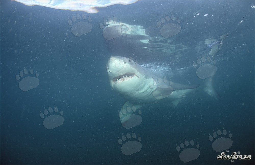 Gran tiburón blanco frente a la costa de Sudáfrica