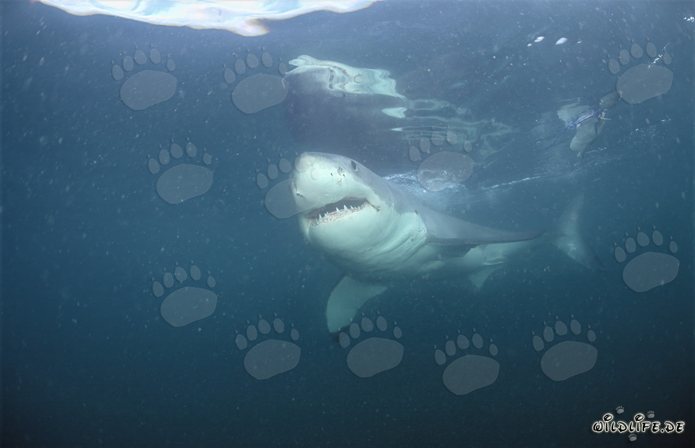 Großer Weißer Hai vor der Küste Südafrikas