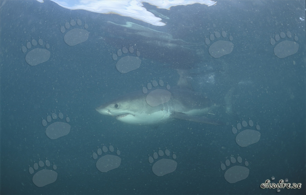 Grand requin blanc imposant dans l'eau trouble par le plancton devant Geyser Rock et Dyer Island en Afrique du Sud