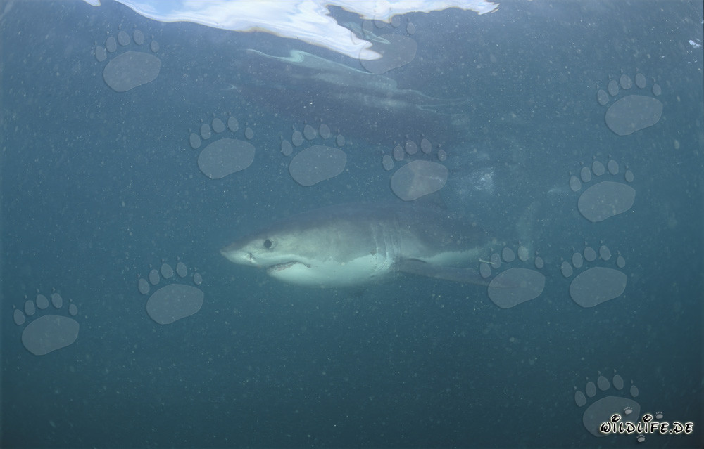 Impressive Great White Shark in plankton-clouded water off Geyser Rock and Dyer Island in South Africa