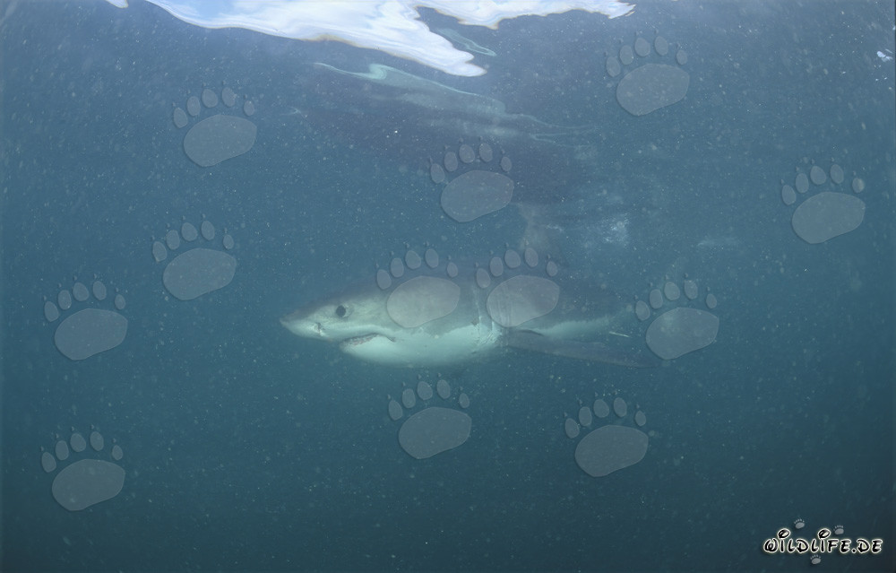 Imponente squalo bianco nell'acqua torbida dal plancton di fronte a Geyser Rock e Dyer Island in Sudafrica