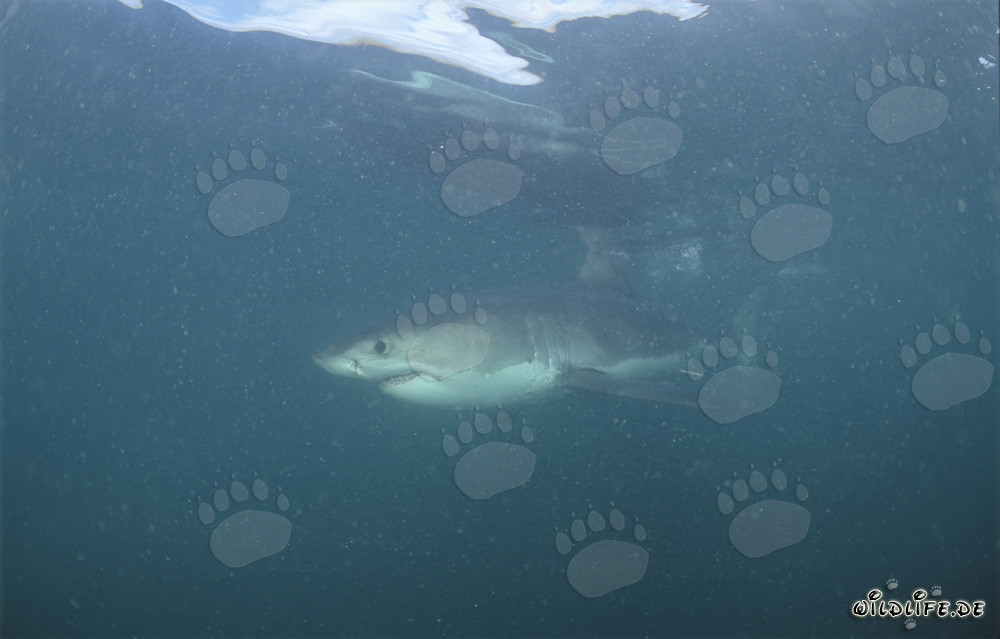Impresionante tiburón blanco en el agua turbia por el plancton frente a Geyser Rock y Dyer Island en Sudáfrica