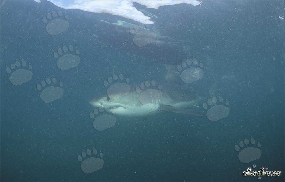 Imposanter Weißer Hai im planktongetrübten Wasser vor Geyser Rock und Dyer Island in Südafrika