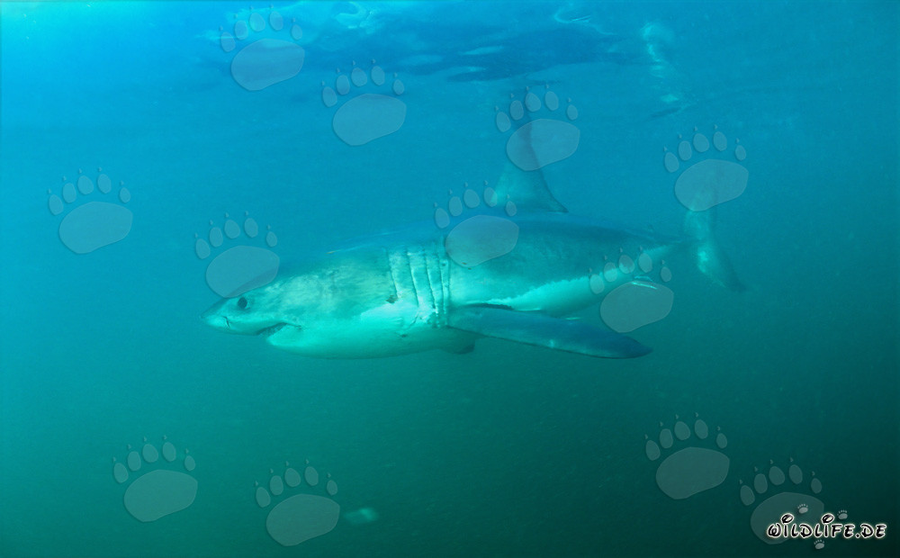Great White Shark off the Coast of South Africa