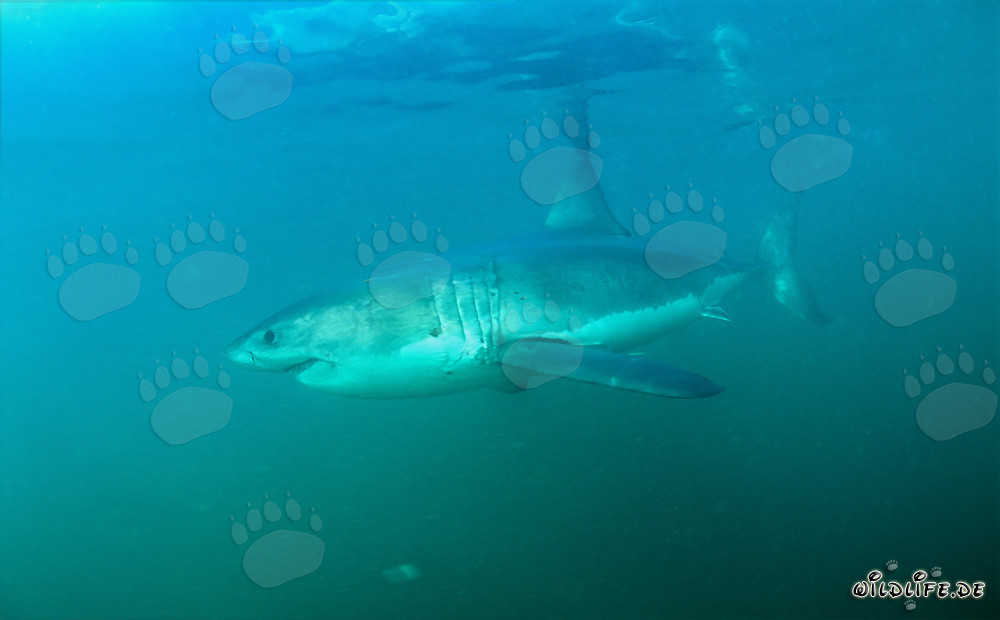 Grand requin blanc au large de la côte sud-africaine