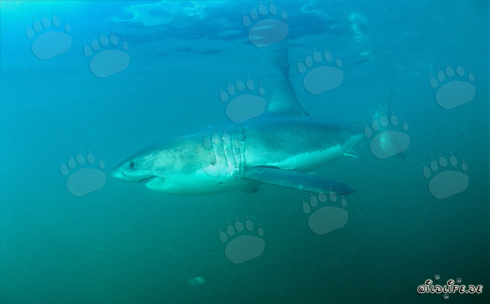 Gran tiburón blanco frente a la costa de Sudáfrica