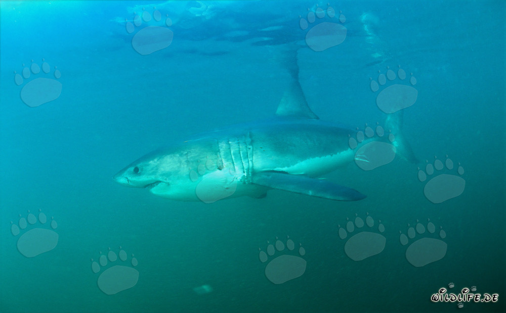 Großer Weißer Hai vor der Küste von Südafrika