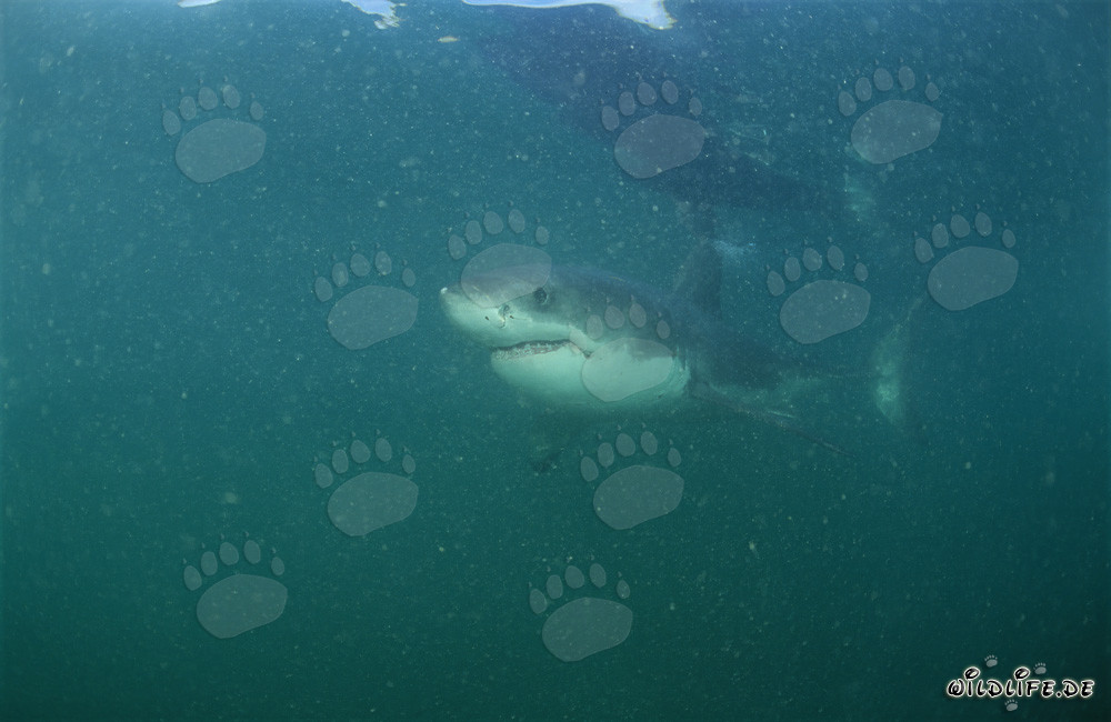 Baby Great White Shark near Dyer Island, South Africa