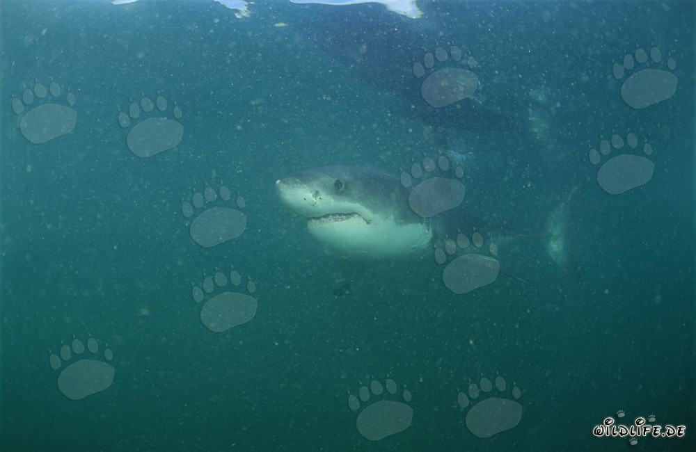 Jeune requin blanc près de l'île de Dyer, Afrique du Sud
