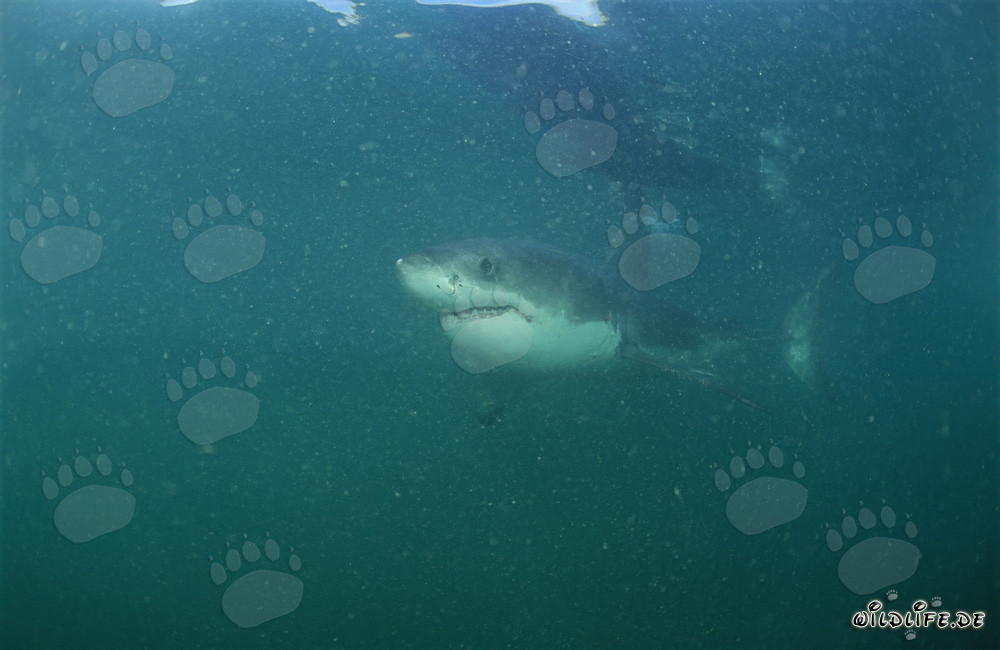 Cría de tiburón blanco cerca de la Isla de Dyer, Sudáfrica