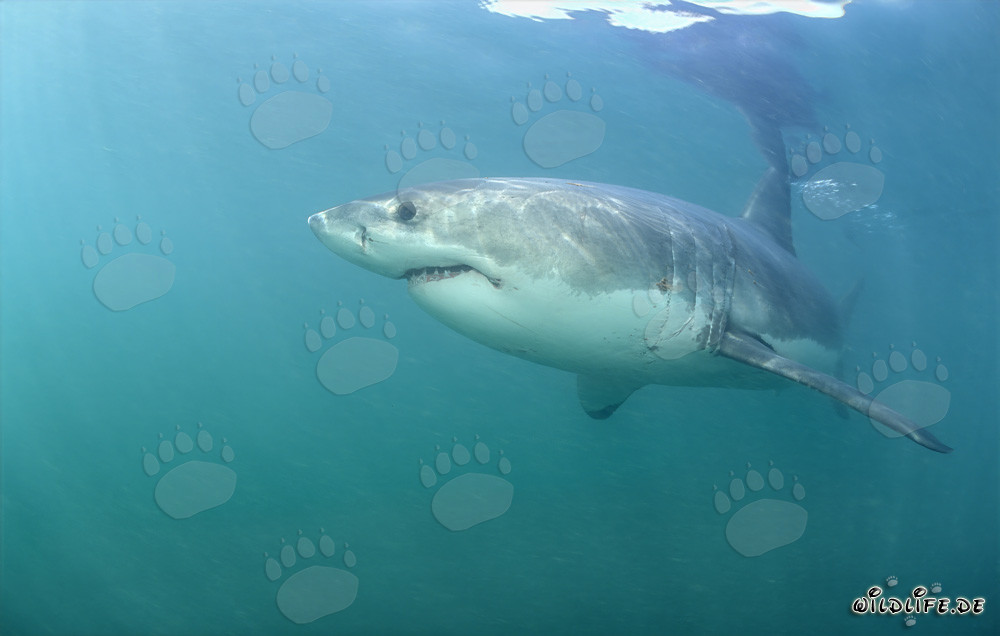 Affascinante Grande Squalo Bianco di fronte all'isola rocciosa di Geyser Rock