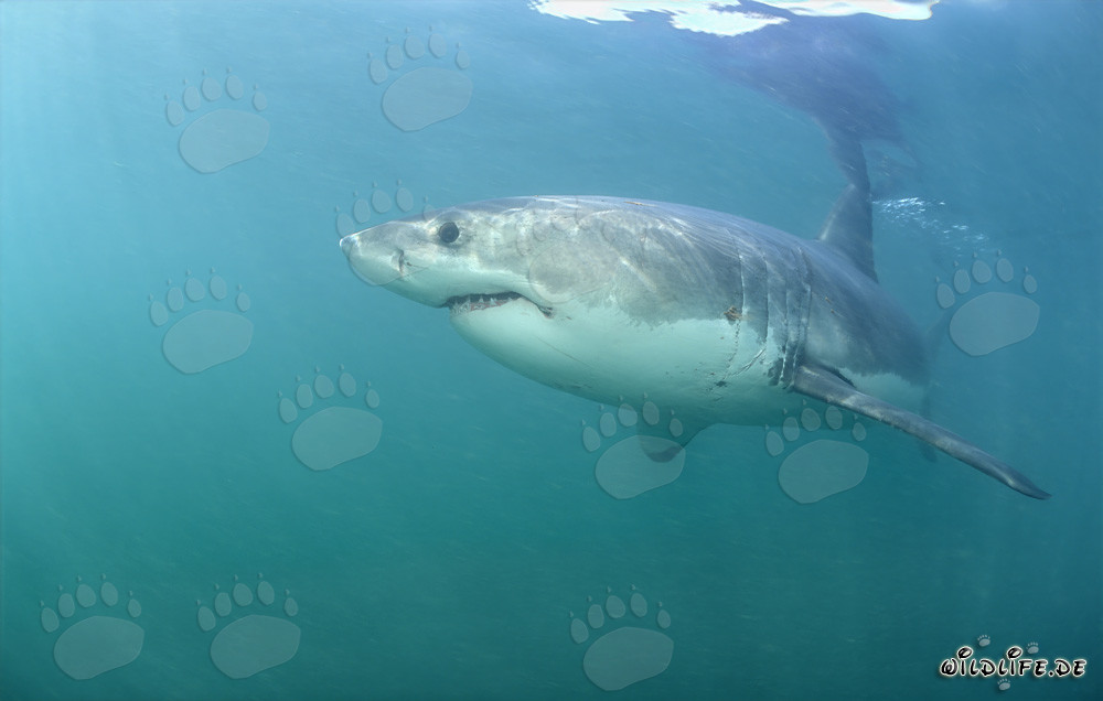 Fascinant Grand Requin Blanc devant l'île rocheuse de Geyser Rock