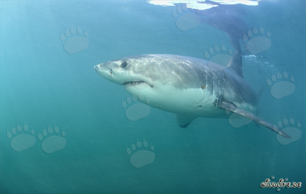 Fascinante Gran Tiburón Blanco frente a la isla rocosa de Geyser Rock
