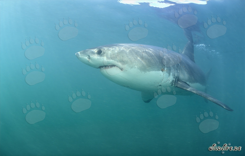 Fascinating Great White Shark near Geyser Rock