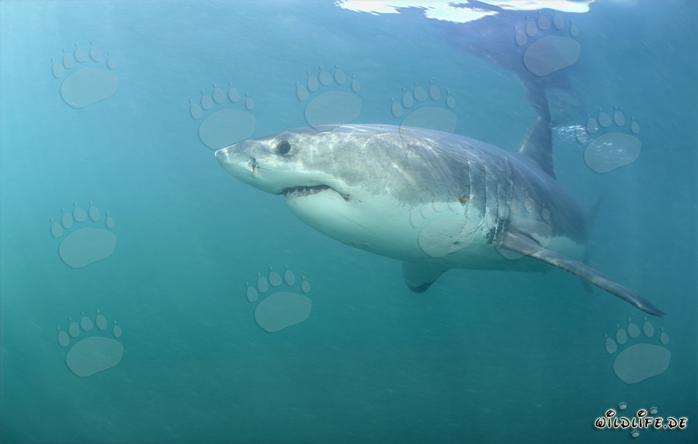 Faszinierender Weißer Hai vor der Felseninsel Geyser Rock