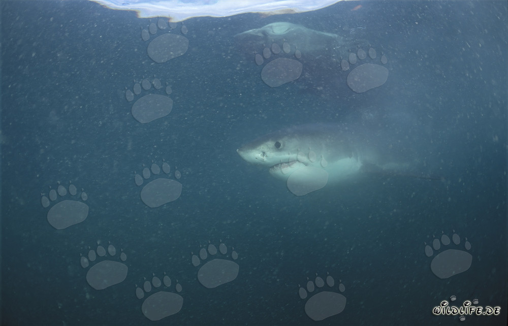 Impresionante Gran Tiburón Blanco frente a la costa de Sudáfrica