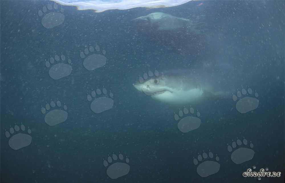 Grand requin blanc impressionnant au large de la côte sud-africaine