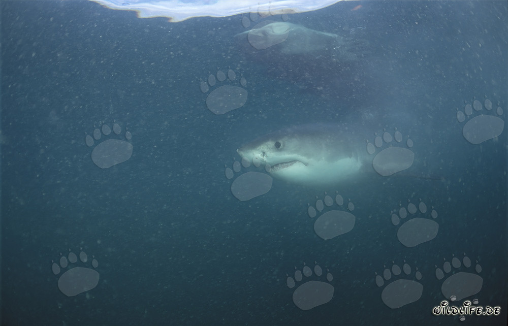 Impressive Great White Shark off the coast of South Africa