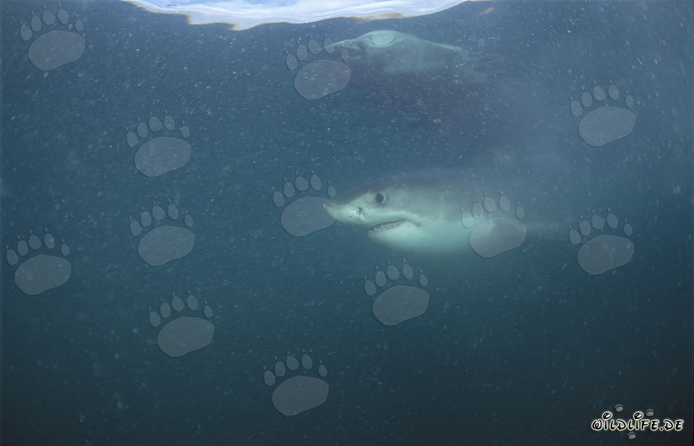 Imposanter Weißer Hai vor der Küste Südafrikas