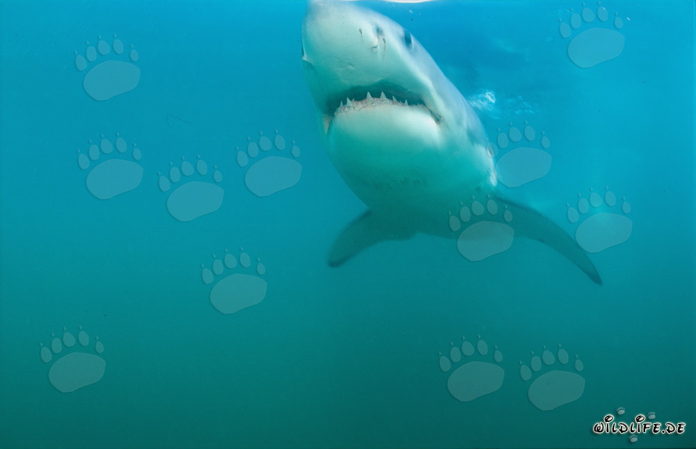 Le grand requin blanc glisse majestueusement devant Geyser Rock dans les eaux bleu profond