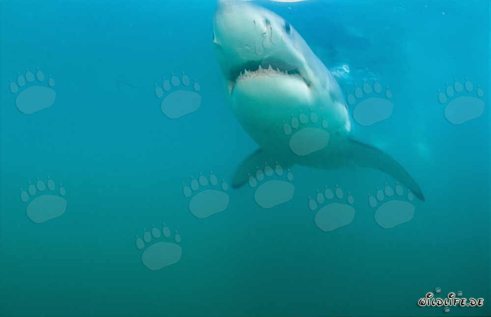 Great White shark (Carcharodon carcharias) gracefully gliding in front of Geyser Rock