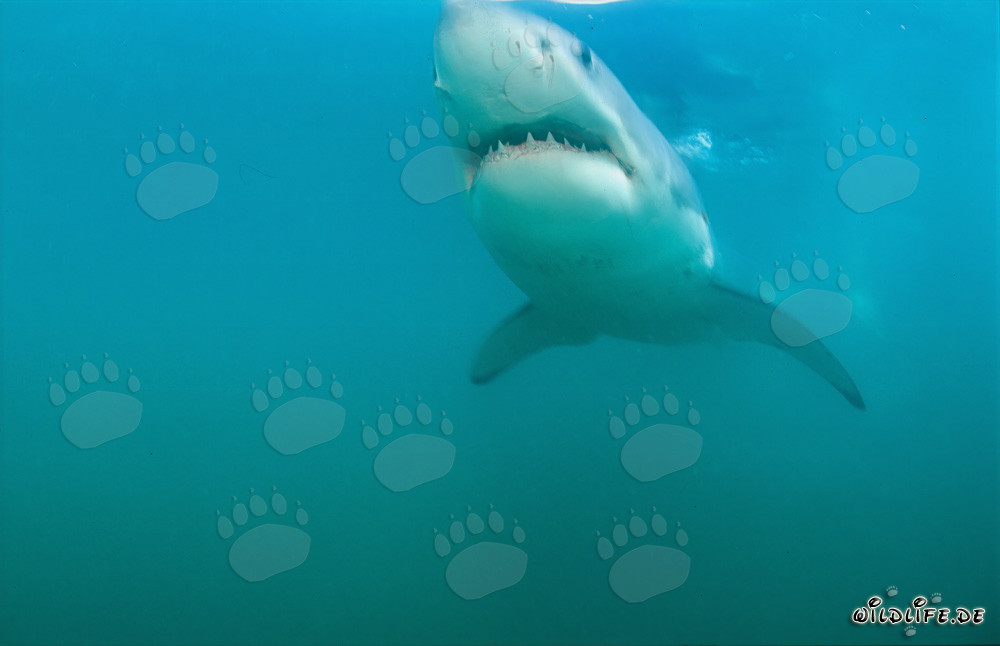 Lo squalo bianco si muove maestosamente davanti a Geyser Rock nelle acque blu profonde