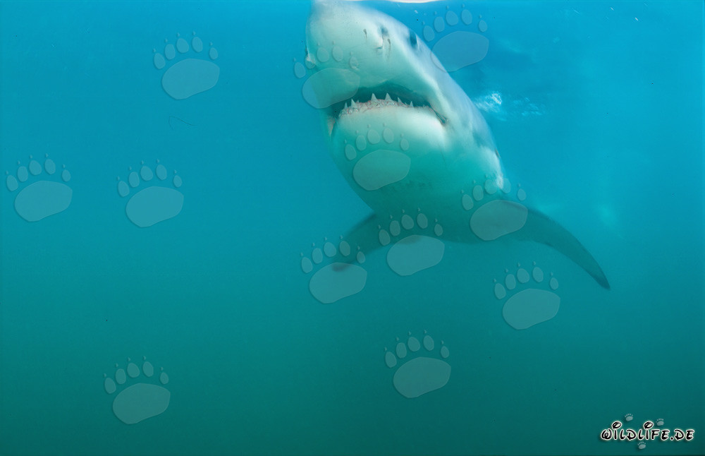 Weißer Hai gleitet majestätisch vor Geyser Rock durch das tiefblaue Wasser