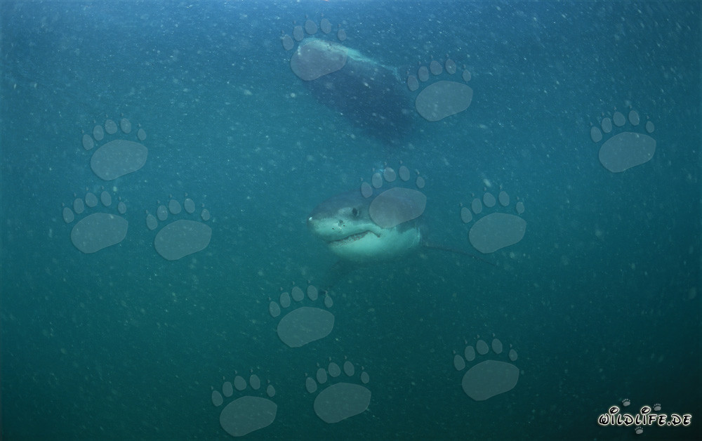 Baby Great White Shark swimming in plankton-rich waters off Dyer Island and Gyser Rock
