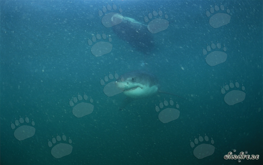 Jeune grand requin blanc nage dans l'eau riche en plancton devant l'île Dyer et le rocher Gyser