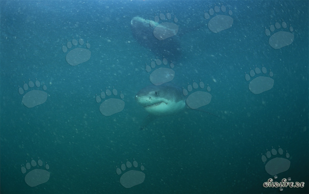 Tiburón Blanco Joven nada en el agua rica en plancton frente a la Isla Dyer y la Roca Gyser