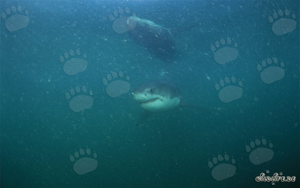 Squalo Bianco Giovane nuota nelle acque ricche di plancton di fronte all'Isola Dyer e alla Roccia Gyser