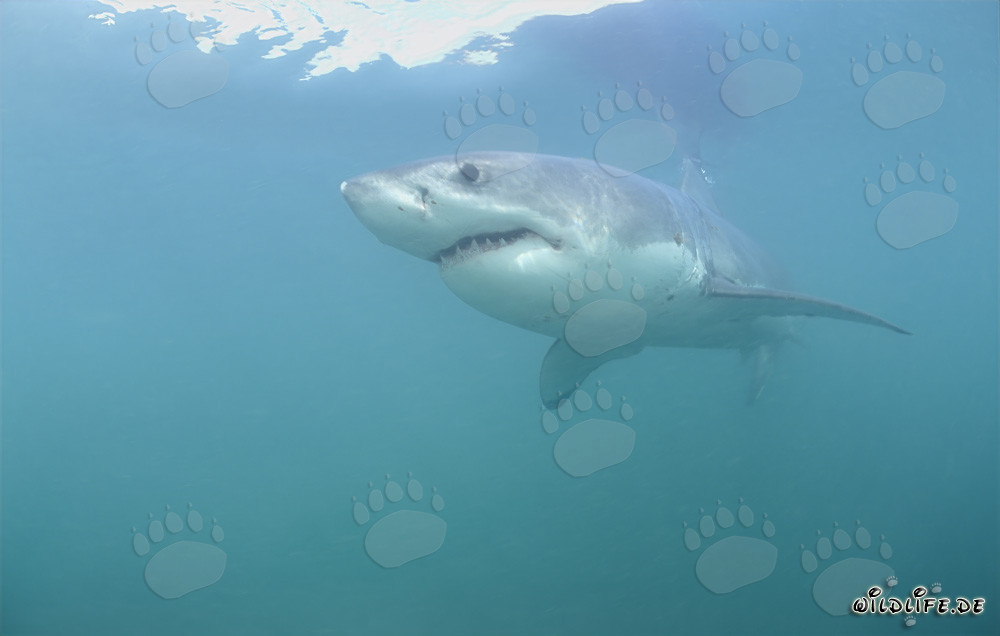 Grand requin blanc majestueux nage élégamment dans l'eau bleu profond