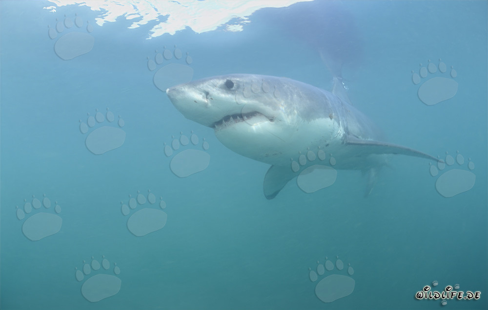 Majestic Great White Shark gracefully glides through the deep blue water