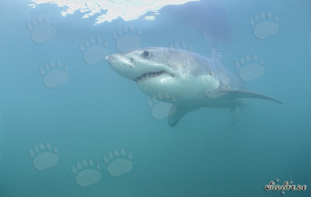 Maestoso squalo bianco nuota elegantemente nelle acque blu profonde