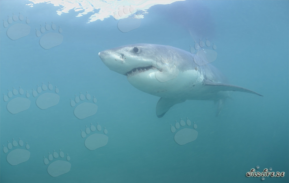 Gran tiburón blanco majestuoso nada elegantemente en el agua azul profundo